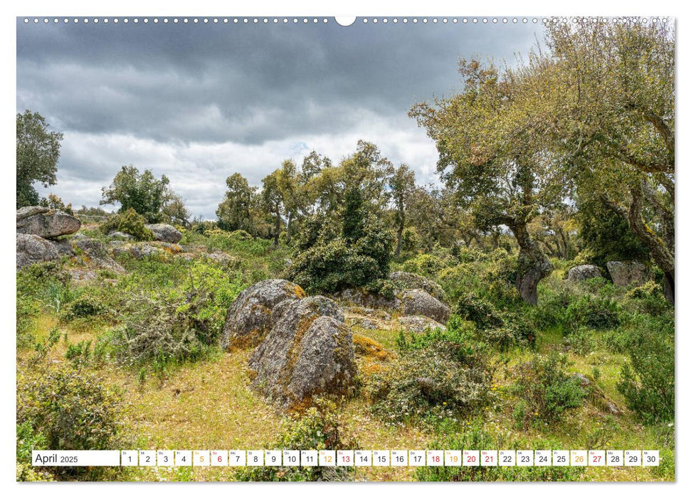 Sardinien Knorrige Bäume in urwüchsiger Landschaft (CALVENDO Premium Wandkalender 2025)