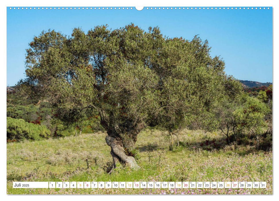 Sardinien Knorrige Bäume in urwüchsiger Landschaft (CALVENDO Premium Wandkalender 2025)