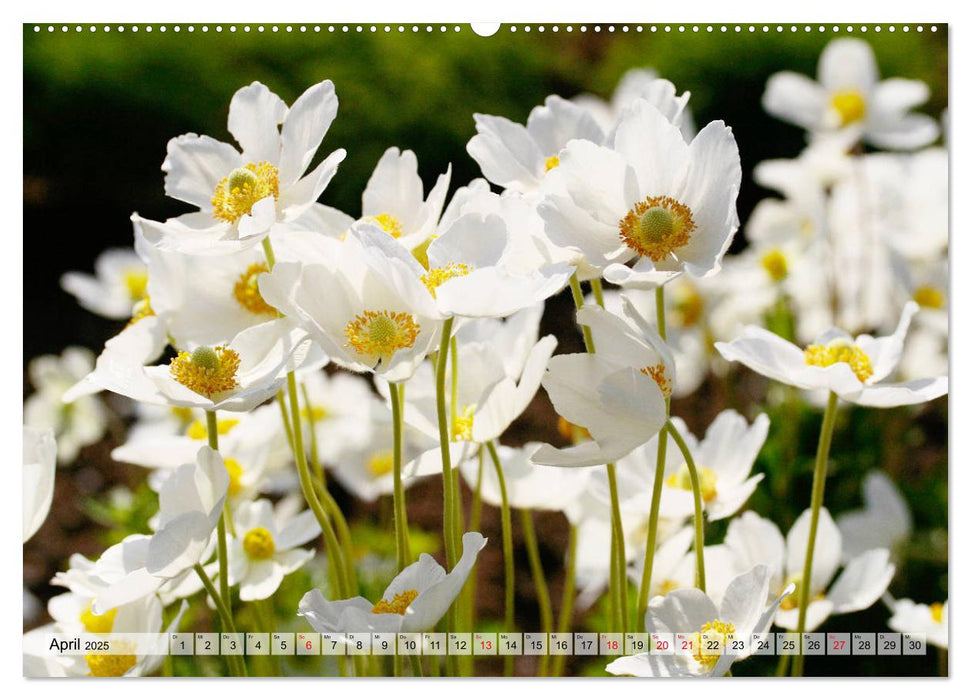 Es blüht im Sommer (CALVENDO Premium Wandkalender 2025)