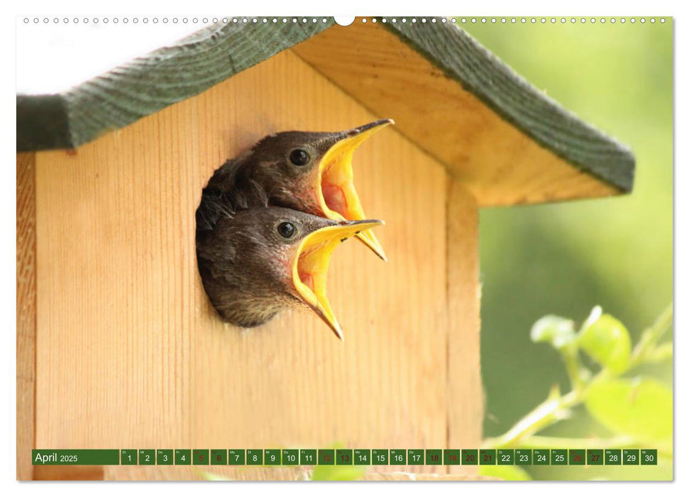 Nachwuchs bei Familie Star (CALVENDO Premium Wandkalender 2025)