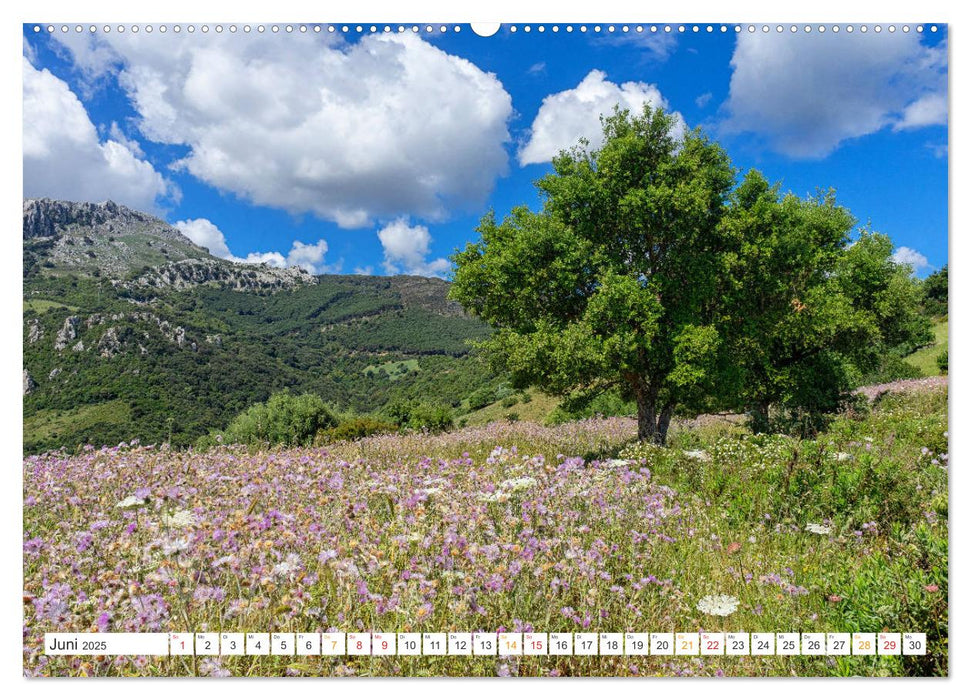 Sardinien Knorrige Bäume in urwüchsiger Landschaft (CALVENDO Wandkalender 2025)