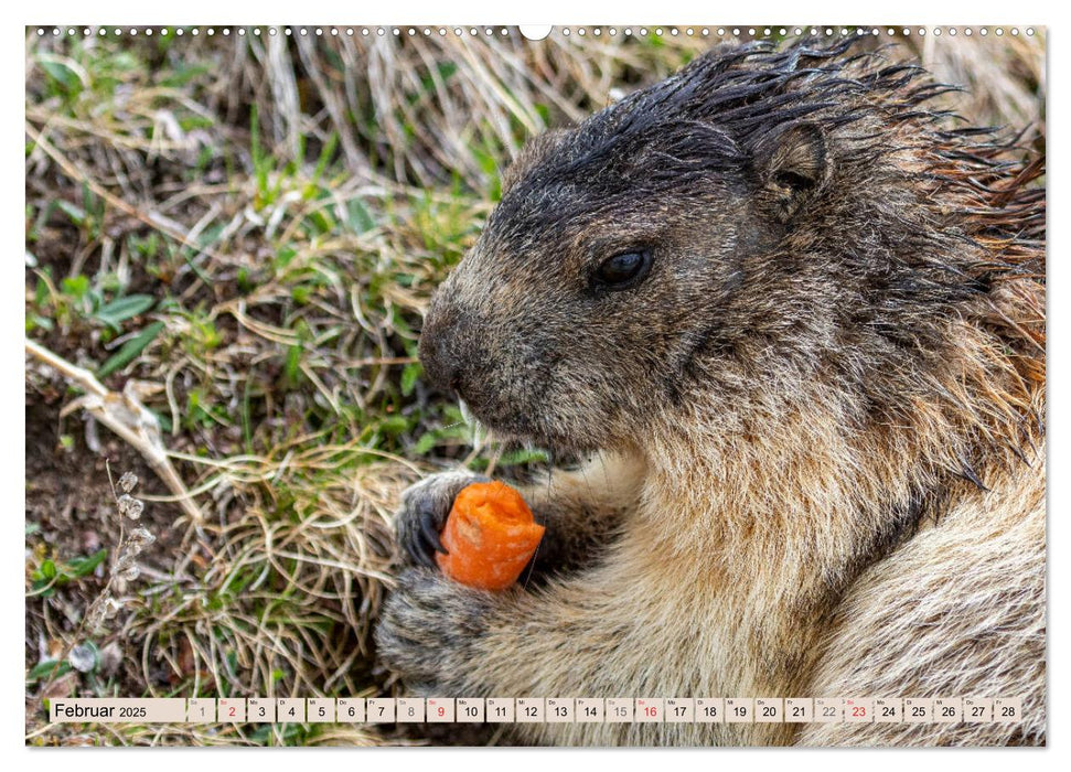 Alpenmurmeltiere - Im Reich der Mankeis (CALVENDO Premium Wandkalender 2025)