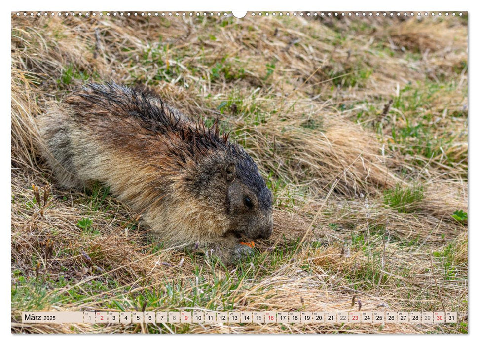 Alpenmurmeltiere - Im Reich der Mankeis (CALVENDO Premium Wandkalender 2025)