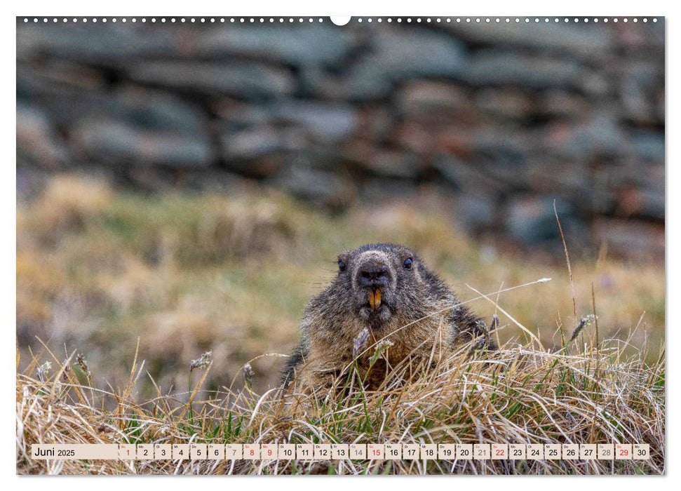 Alpenmurmeltiere - Im Reich der Mankeis (CALVENDO Premium Wandkalender 2025)