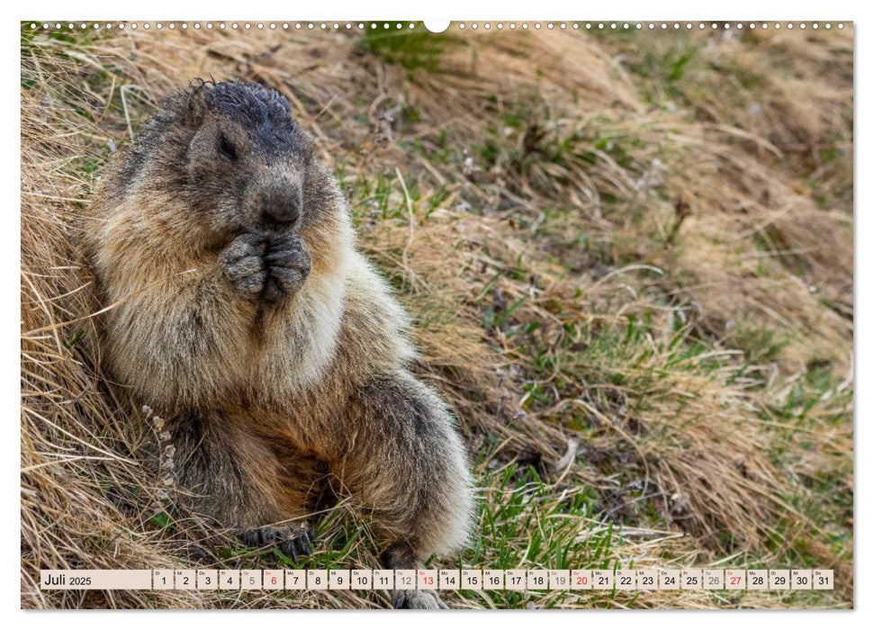 Alpenmurmeltiere - Im Reich der Mankeis (CALVENDO Premium Wandkalender 2025)