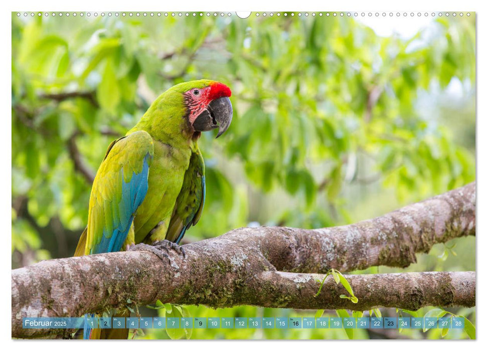 Papageien in Costa Rica (CALVENDO Premium Wandkalender 2025)