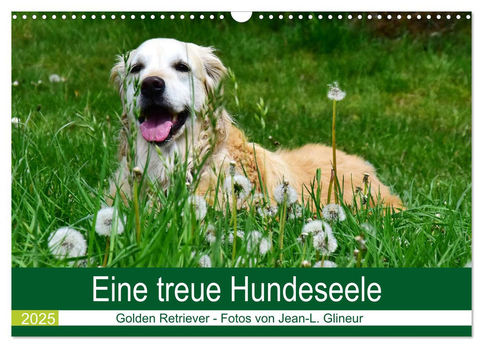 Eine treue Hundeseele - Golden Retriever (CALVENDO Wandkalender 2025)