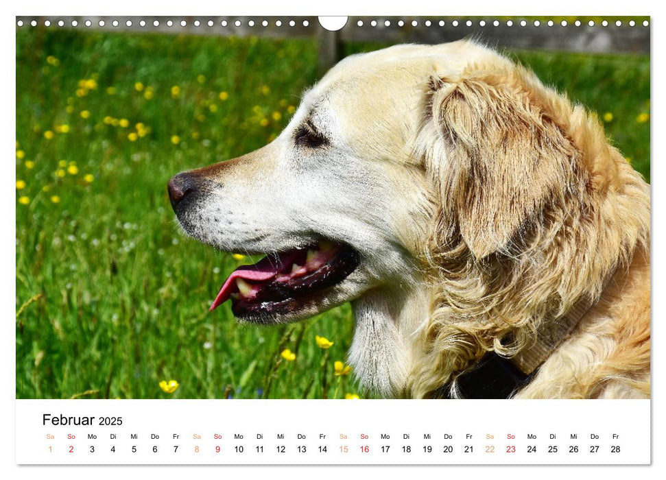 Eine treue Hundeseele - Golden Retriever (CALVENDO Wandkalender 2025)