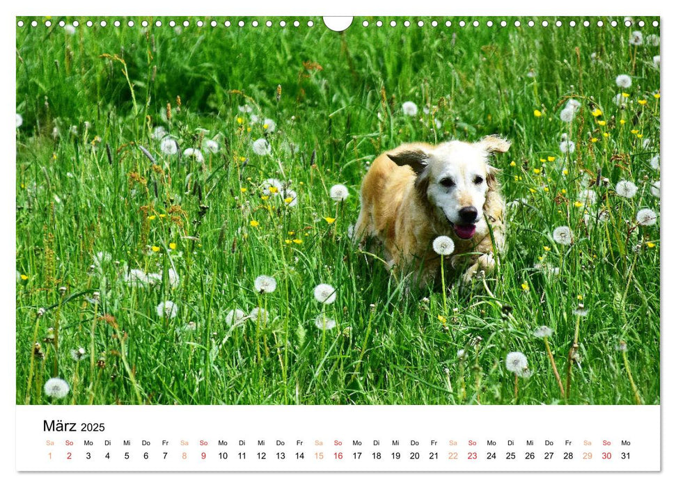 Eine treue Hundeseele - Golden Retriever (CALVENDO Wandkalender 2025)