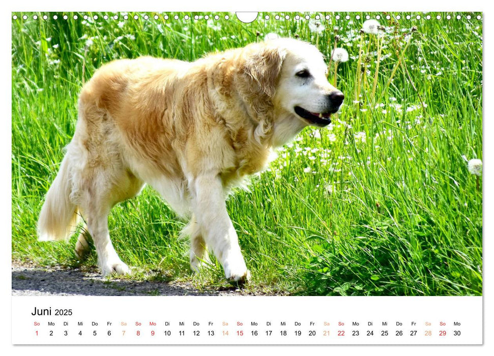 Eine treue Hundeseele - Golden Retriever (CALVENDO Wandkalender 2025)