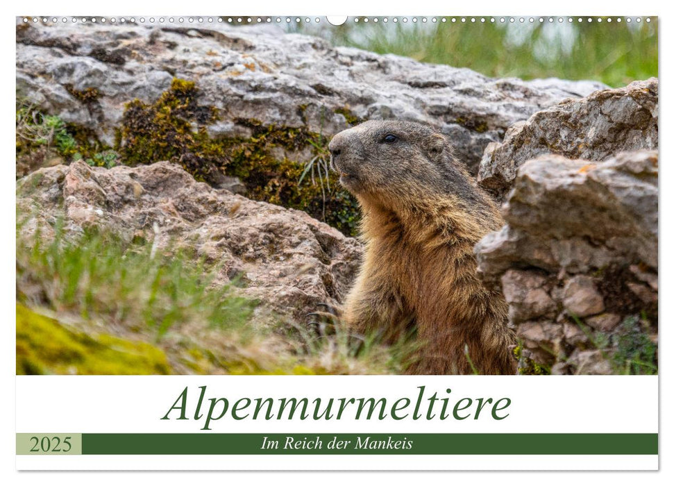 Alpenmurmeltiere - Im Reich der Mankeis (CALVENDO Wandkalender 2025)