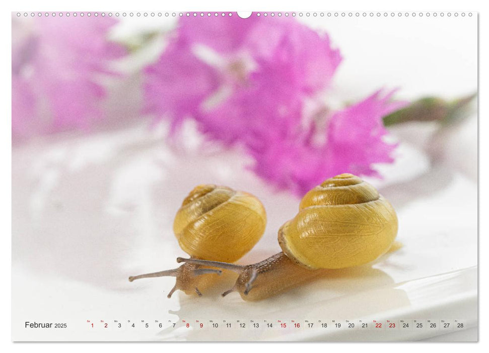 Schnecken im Studio (CALVENDO Premium Wandkalender 2025)