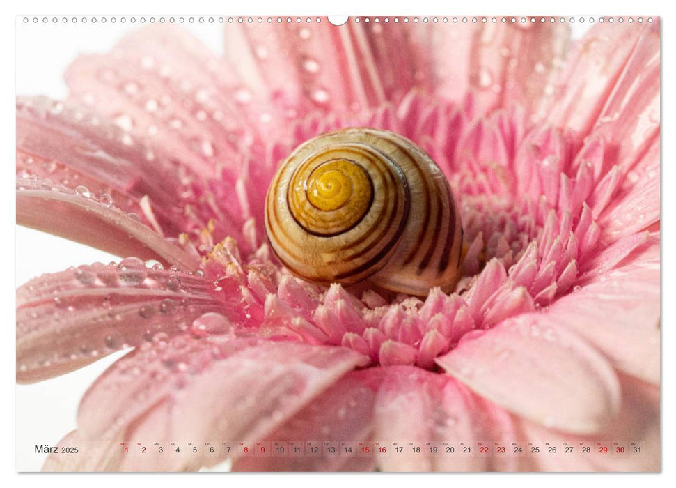 Schnecken im Studio (CALVENDO Premium Wandkalender 2025)