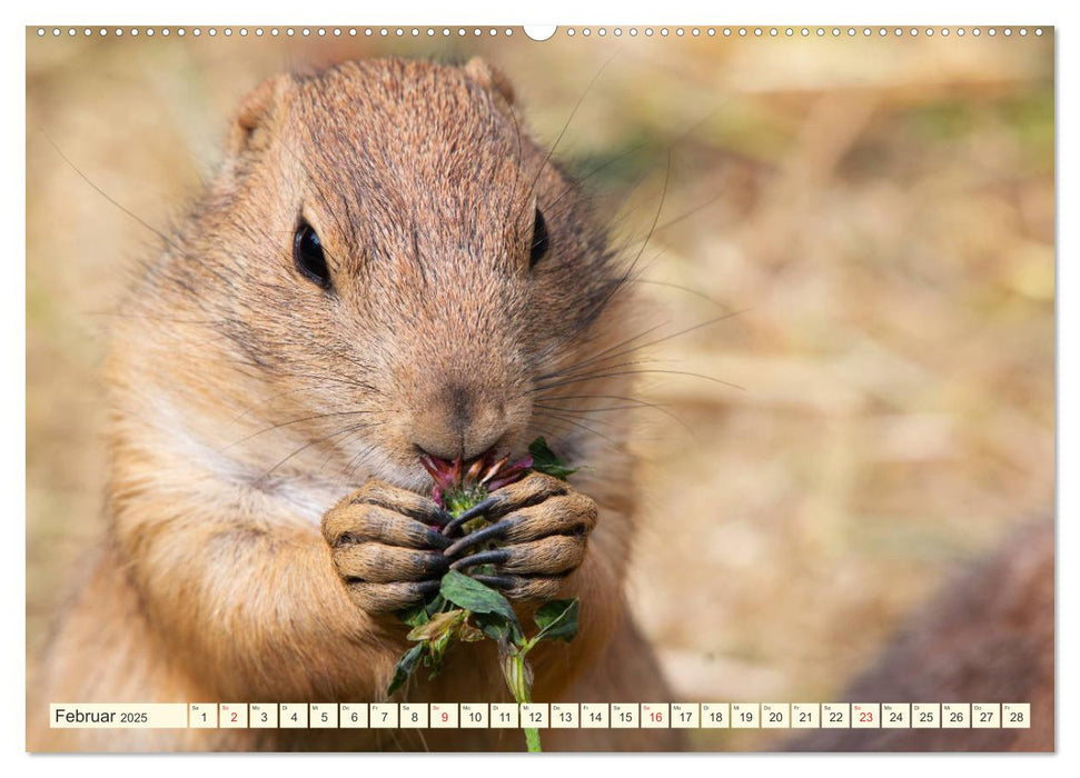 Präriehunde - süße Säuger (CALVENDO Premium Wandkalender 2025)