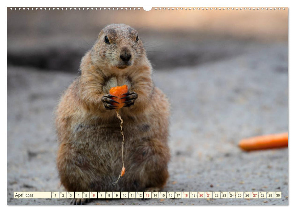 Präriehunde - süße Säuger (CALVENDO Premium Wandkalender 2025)