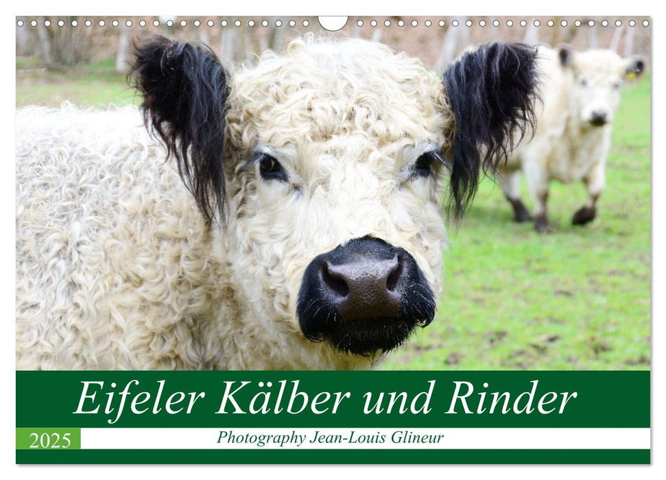 Eifeler Kälber und Rinder (CALVENDO Wandkalender 2025)