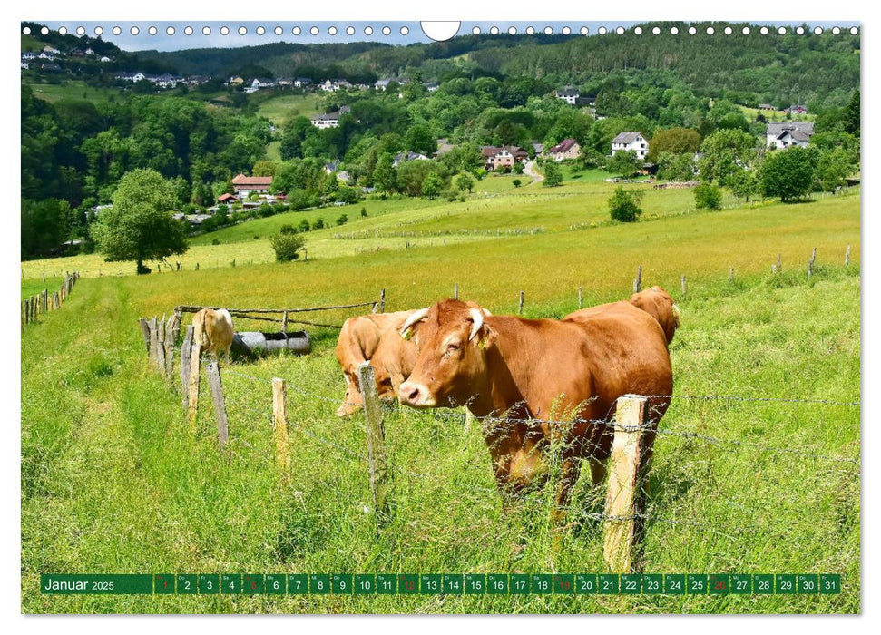 Eifeler Kälber und Rinder (CALVENDO Wandkalender 2025)