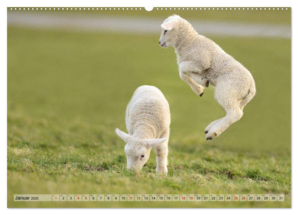 Springende Lämmer: Lebensfreude pur (CALVENDO Premium Wandkalender 2025)