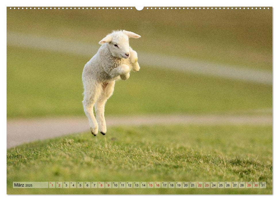 Springende Lämmer: Lebensfreude pur (CALVENDO Premium Wandkalender 2025)