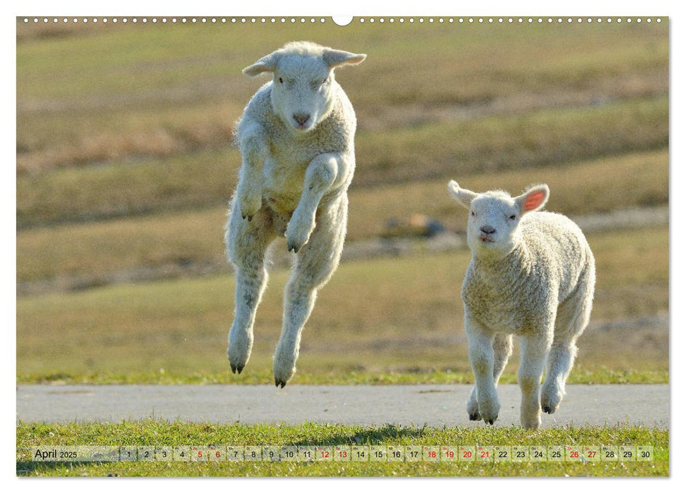 Springende Lämmer: Lebensfreude pur (CALVENDO Premium Wandkalender 2025)