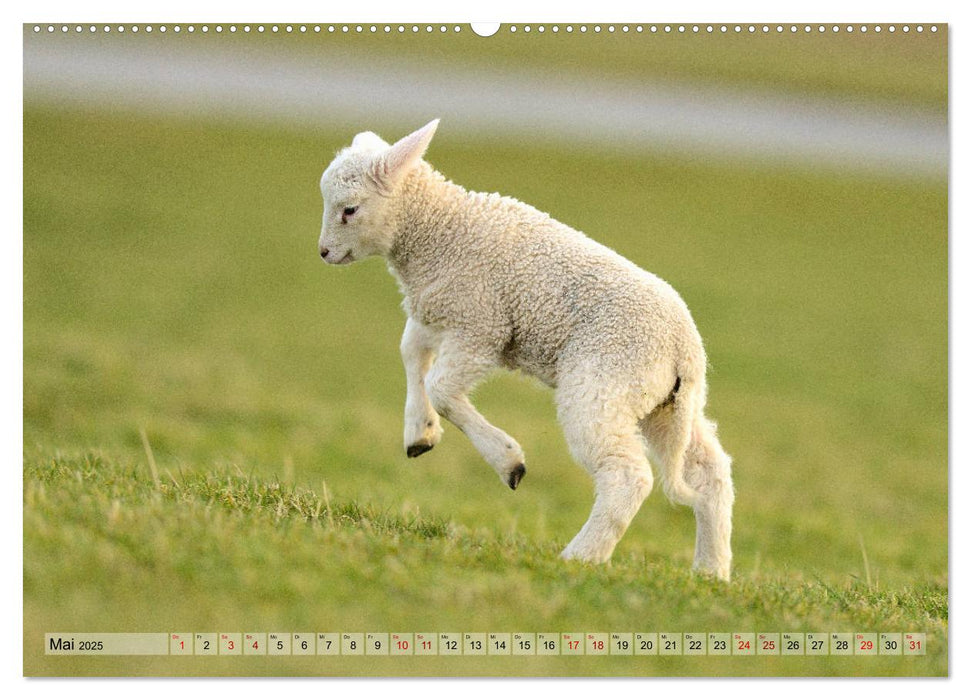 Springende Lämmer: Lebensfreude pur (CALVENDO Premium Wandkalender 2025)