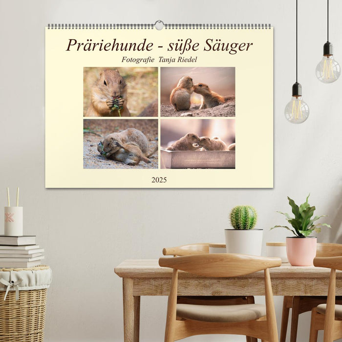 Präriehunde - süße Säuger (CALVENDO Wandkalender 2025)