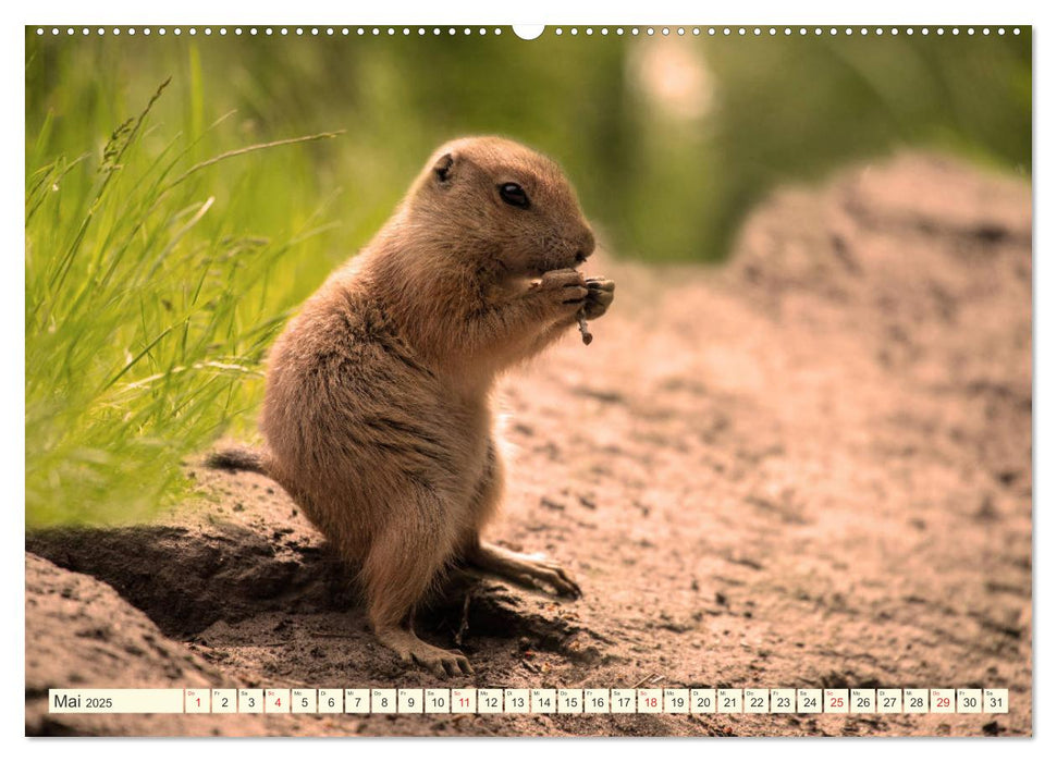 Präriehunde - süße Säuger (CALVENDO Wandkalender 2025)