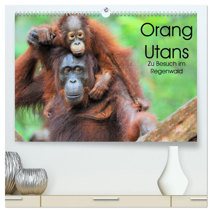 Orang Utans: Zu Besuch im Regenwald (CALVENDO Premium Wandkalender 2025)