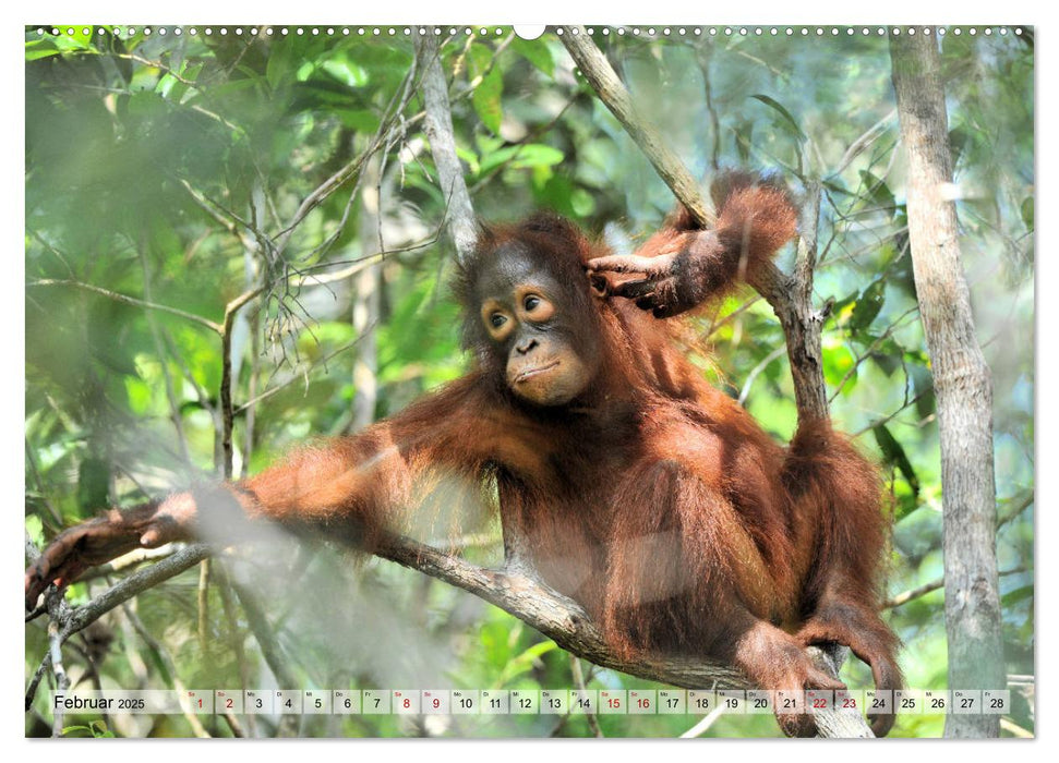 Orang Utans: Zu Besuch im Regenwald (CALVENDO Premium Wandkalender 2025)