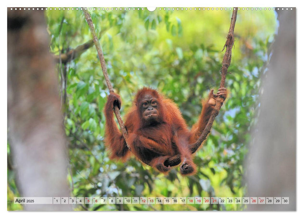 Orang Utans: Zu Besuch im Regenwald (CALVENDO Premium Wandkalender 2025)