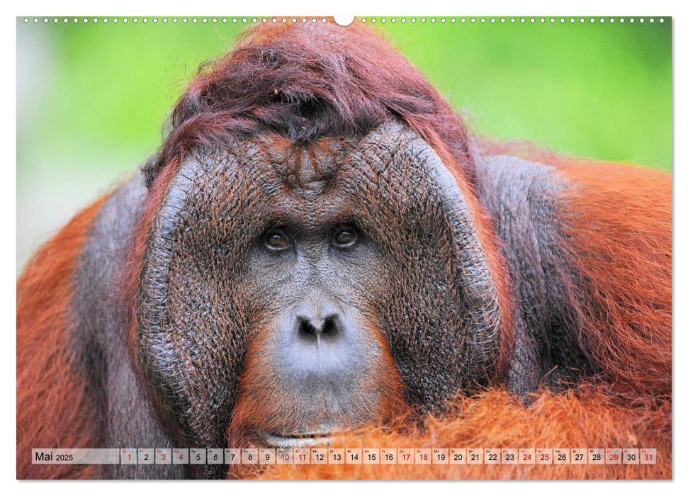 Orang Utans: Zu Besuch im Regenwald (CALVENDO Premium Wandkalender 2025)