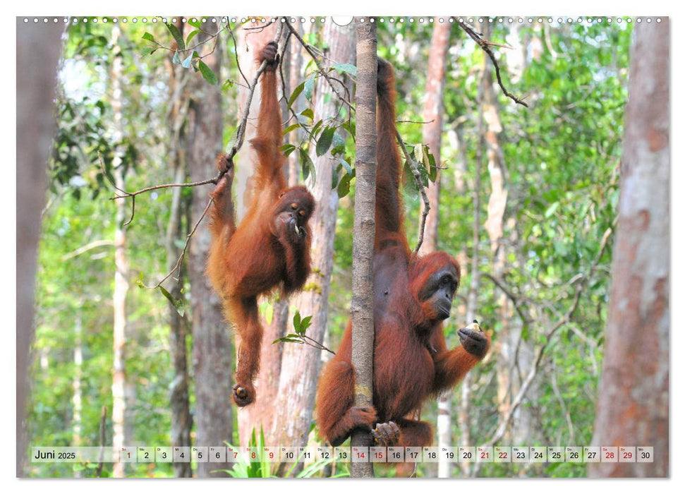 Orang Utans: Zu Besuch im Regenwald (CALVENDO Premium Wandkalender 2025)