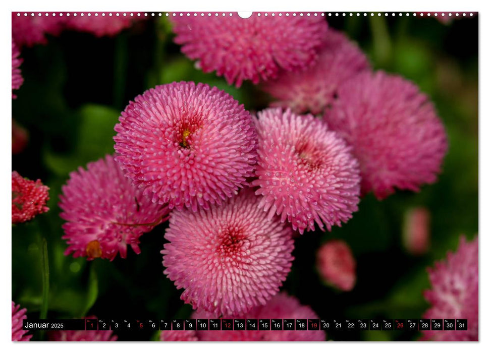 Kleine Blumen ganz groß (CALVENDO Premium Wandkalender 2025)