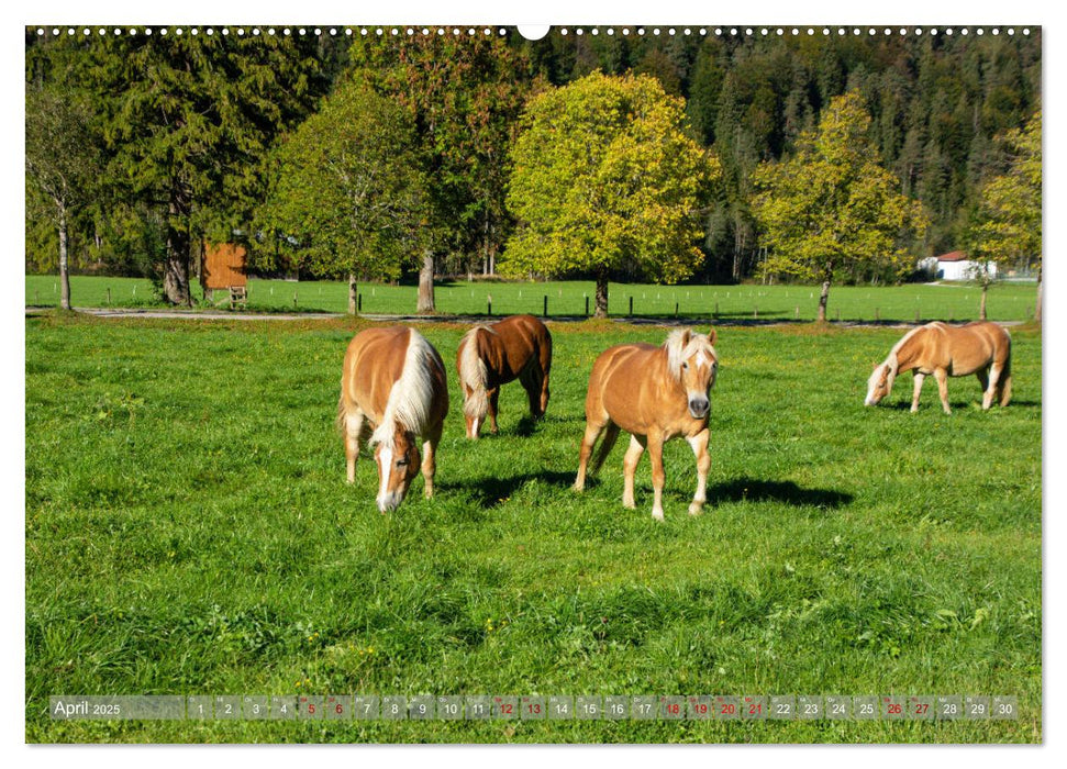 Achensee - im Herzen der Tiroler Alpen (CALVENDO Premium Wandkalender 2025)