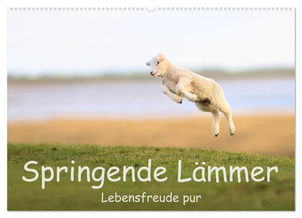 Springende Lämmer: Lebensfreude pur (CALVENDO Wandkalender 2025)