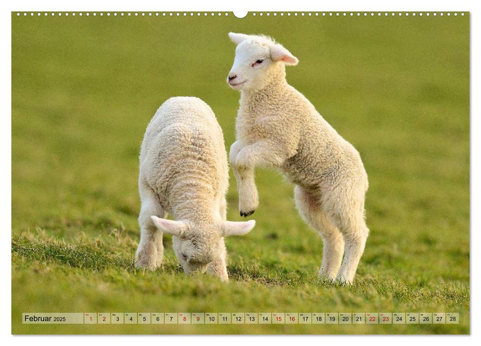 Springende Lämmer: Lebensfreude pur (CALVENDO Wandkalender 2025)