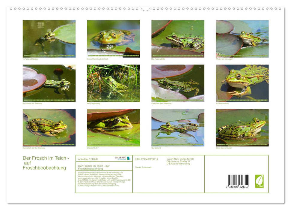 Der Frosch im Teich - auf Froschbeobachtung (CALVENDO Premium Wandkalender 2025)