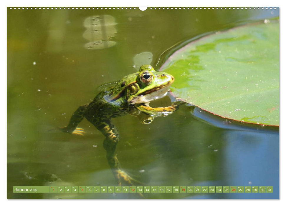 Der Frosch im Teich - auf Froschbeobachtung (CALVENDO Premium Wandkalender 2025)