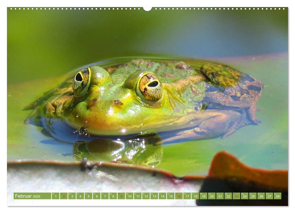 Der Frosch im Teich - auf Froschbeobachtung (CALVENDO Premium Wandkalender 2025)