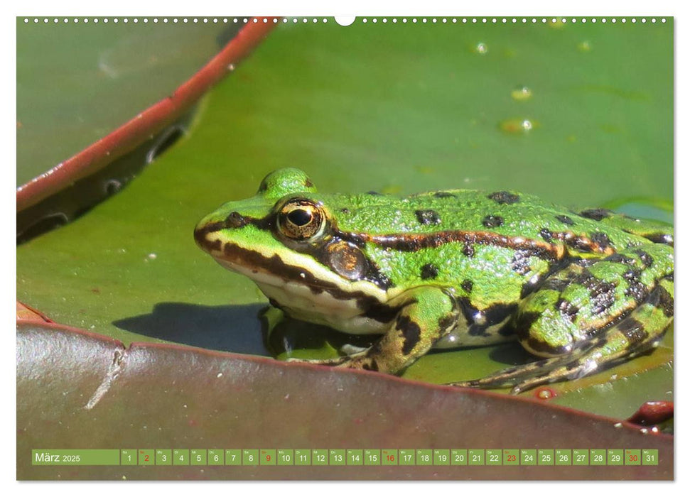 Der Frosch im Teich - auf Froschbeobachtung (CALVENDO Premium Wandkalender 2025)