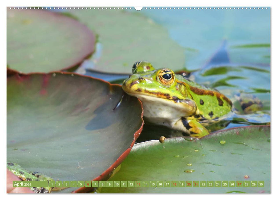 Der Frosch im Teich - auf Froschbeobachtung (CALVENDO Premium Wandkalender 2025)