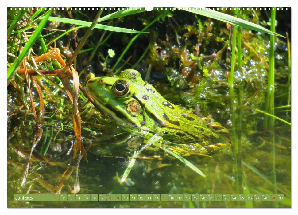 Der Frosch im Teich - auf Froschbeobachtung (CALVENDO Premium Wandkalender 2025)