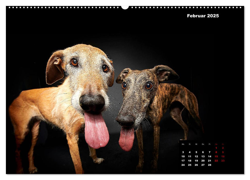 Die Stimme der Windhunde (CALVENDO Premium Wandkalender 2025)