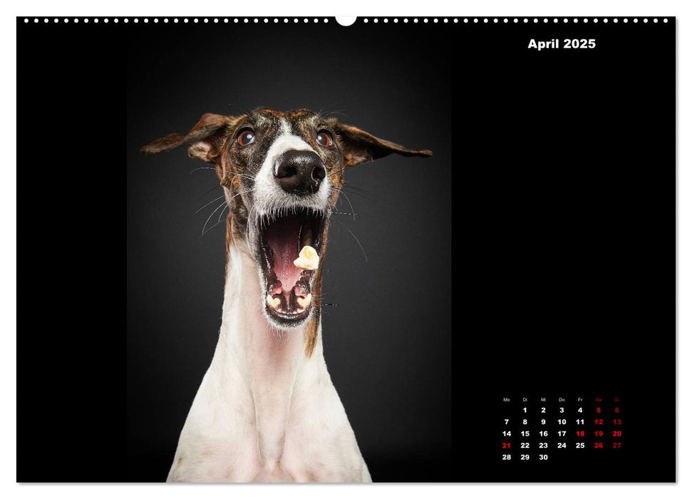 Die Stimme der Windhunde (CALVENDO Premium Wandkalender 2025)