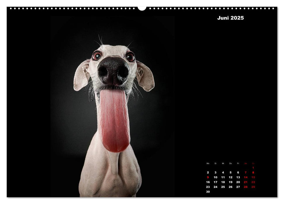 Die Stimme der Windhunde (CALVENDO Premium Wandkalender 2025)