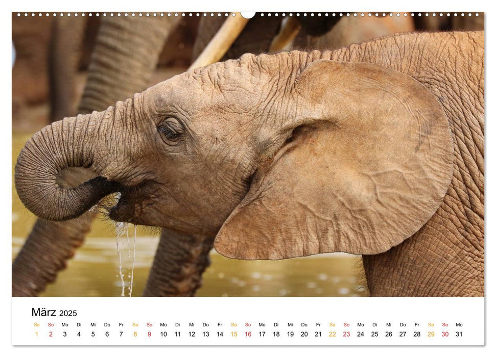 ADDO ELEPHANT NATIONAL PARK Elefanten Babies (CALVENDO Premium Wandkalender 2025)