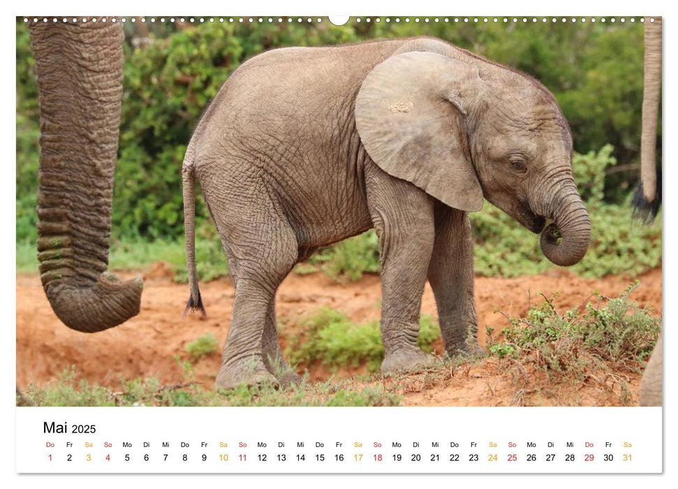 ADDO ELEPHANT NATIONAL PARK Elefanten Babies (CALVENDO Premium Wandkalender 2025)