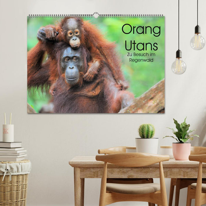 Orang Utans: Zu Besuch im Regenwald (CALVENDO Wandkalender 2025)