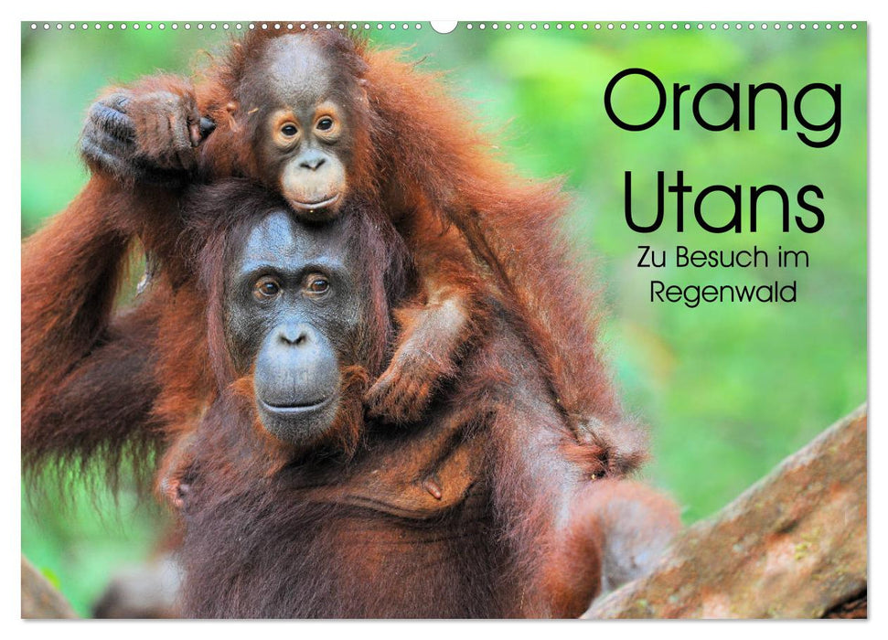 Orang Utans: Zu Besuch im Regenwald (CALVENDO Wandkalender 2025)