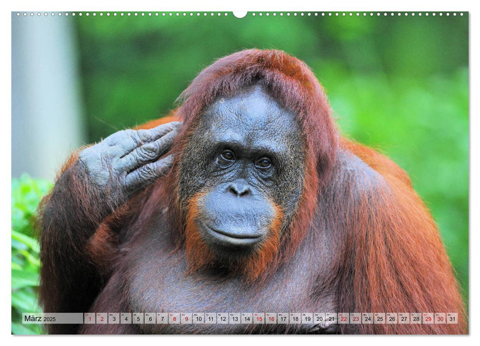 Orang Utans: Zu Besuch im Regenwald (CALVENDO Wandkalender 2025)